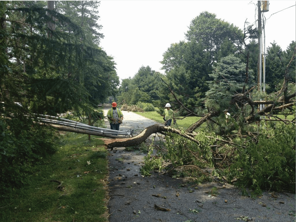 Crews cut up a tree