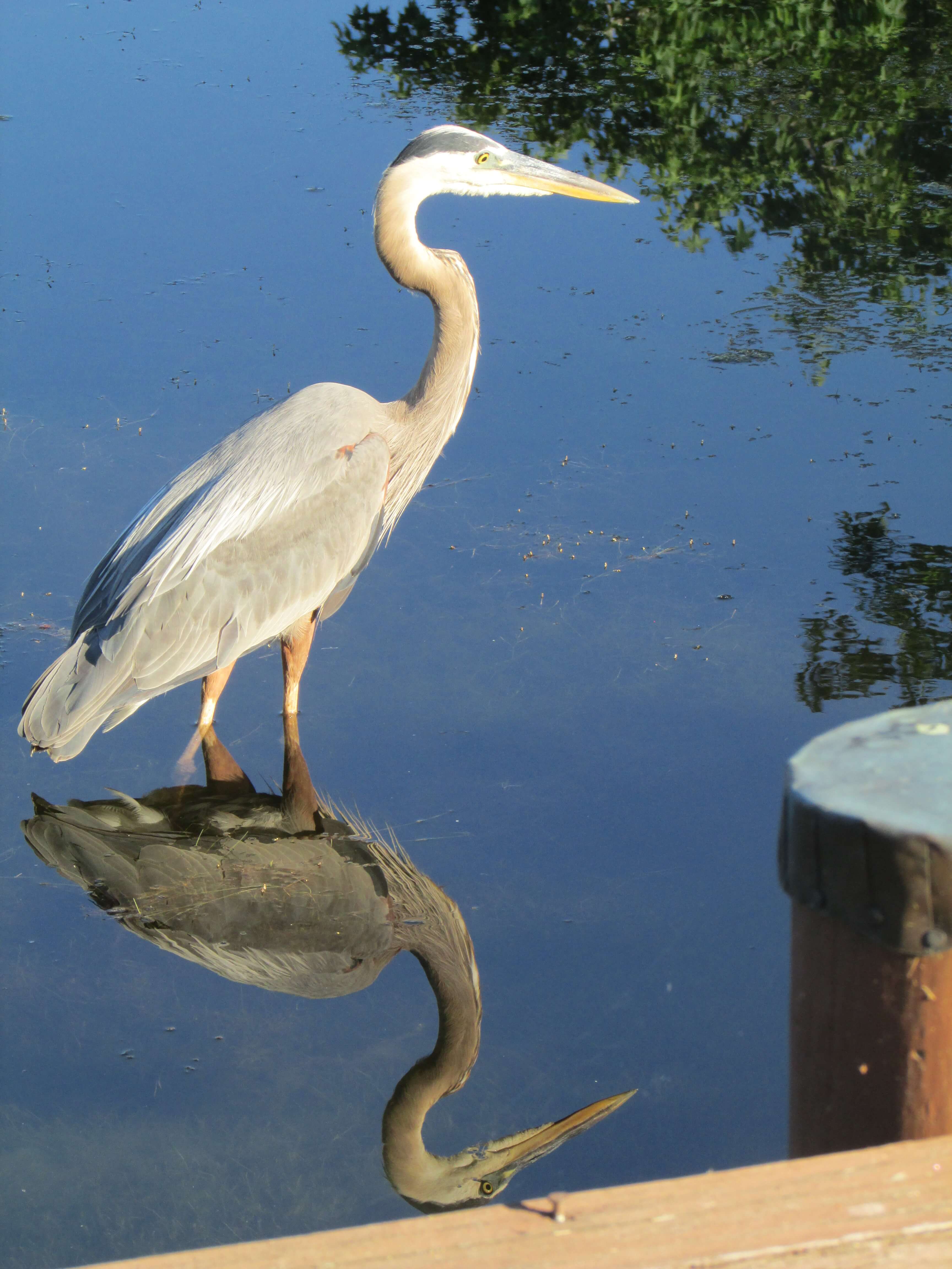 bird