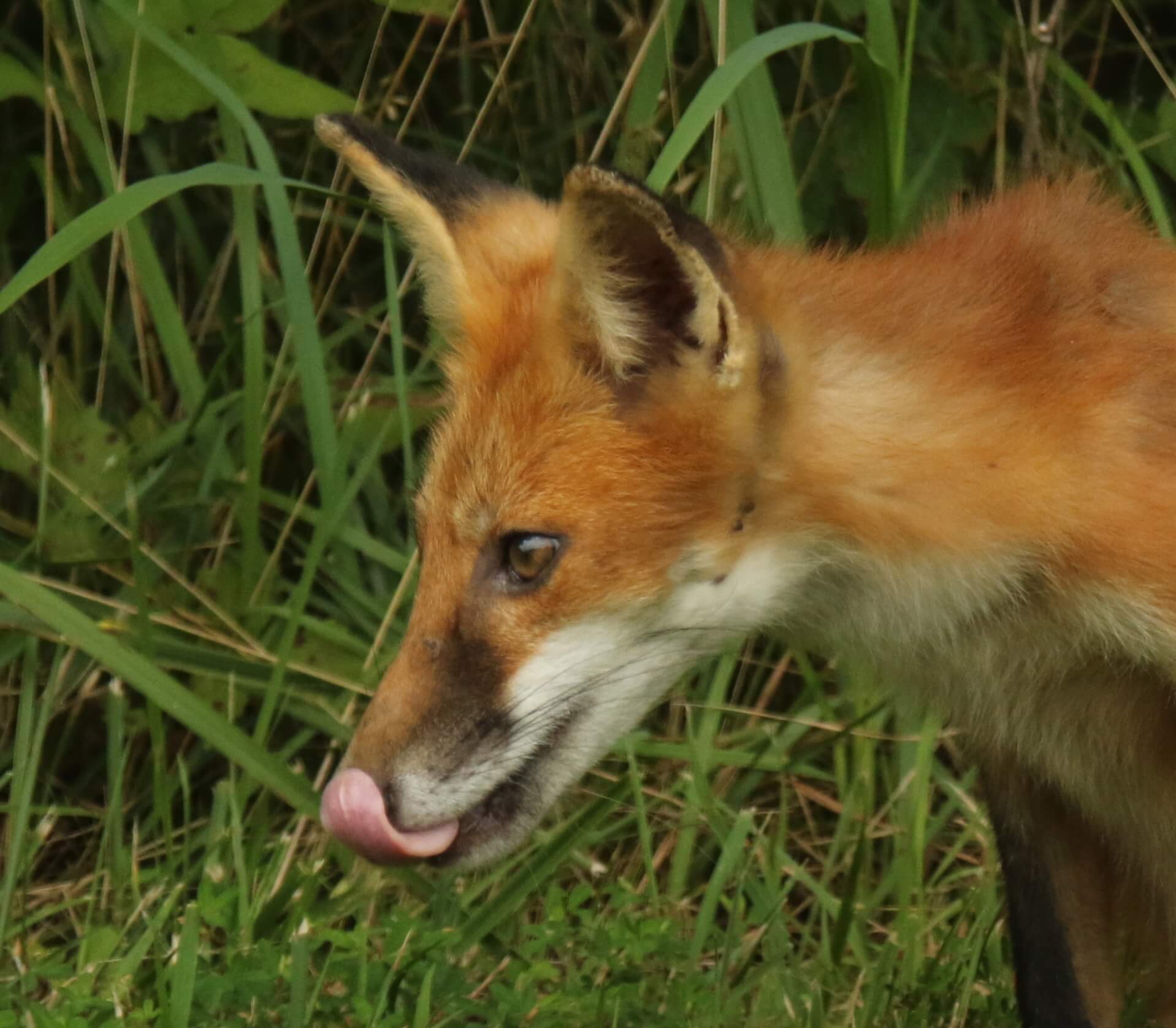 fox
