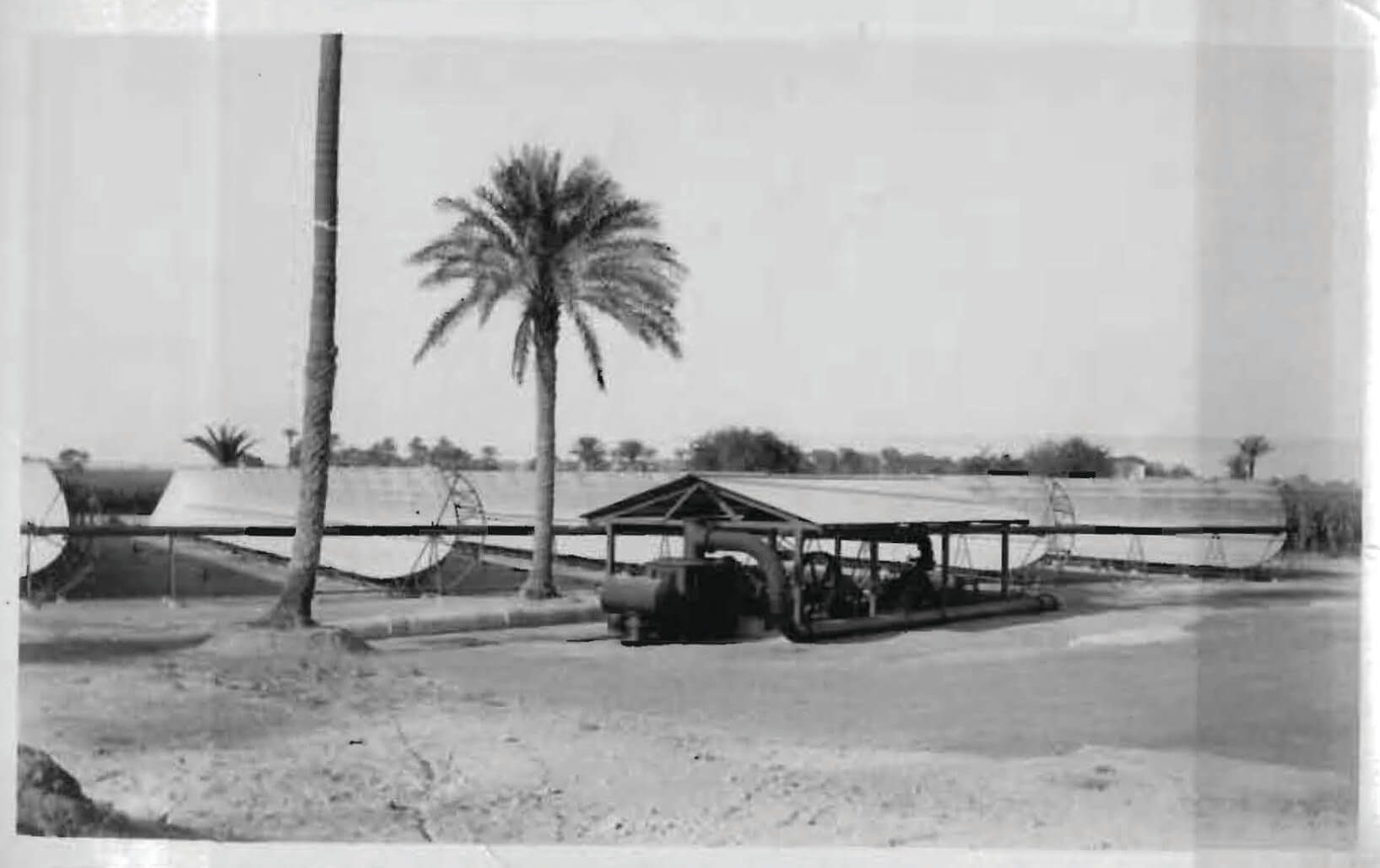 palm tree