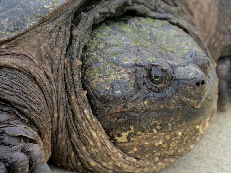 turtle