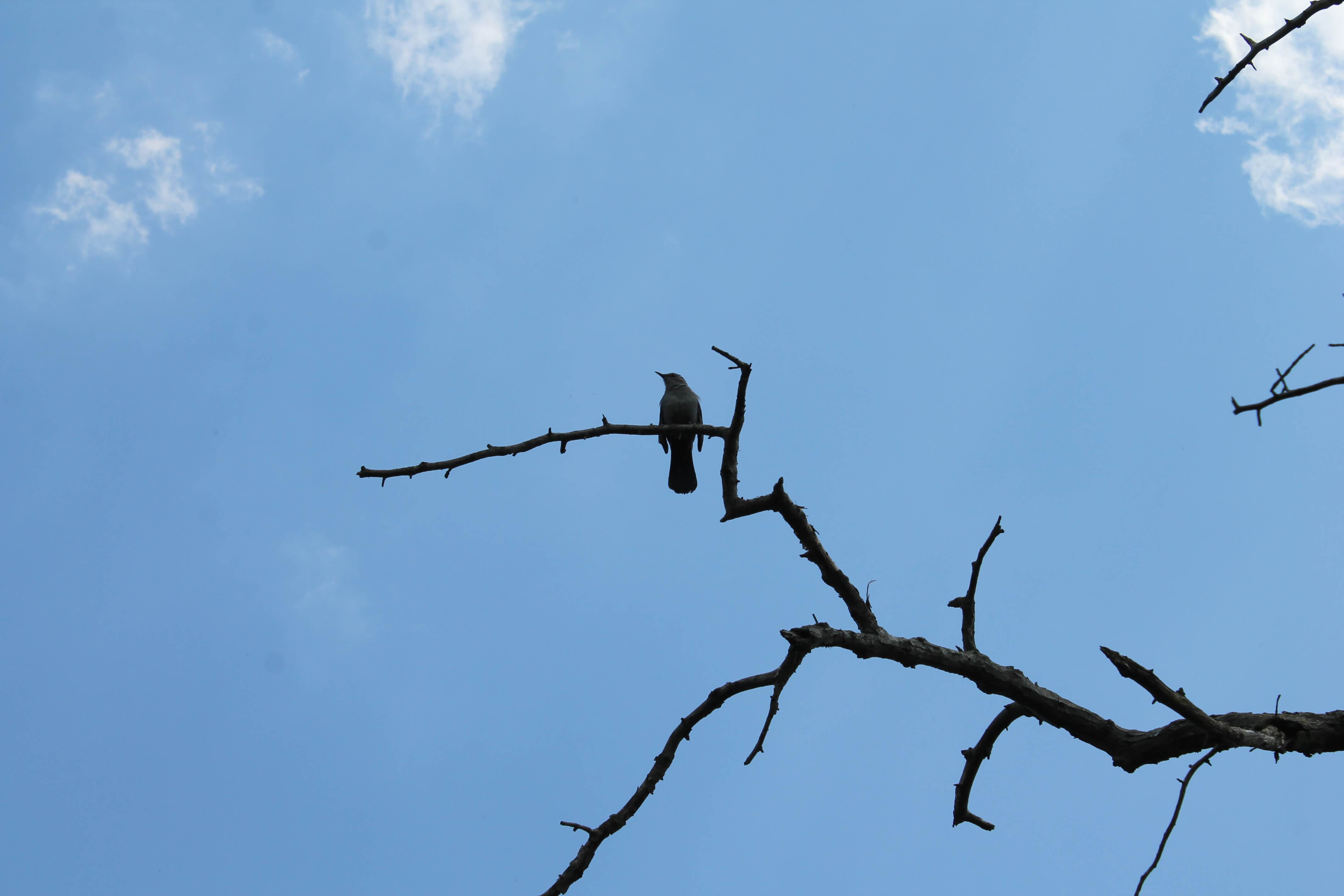 bird