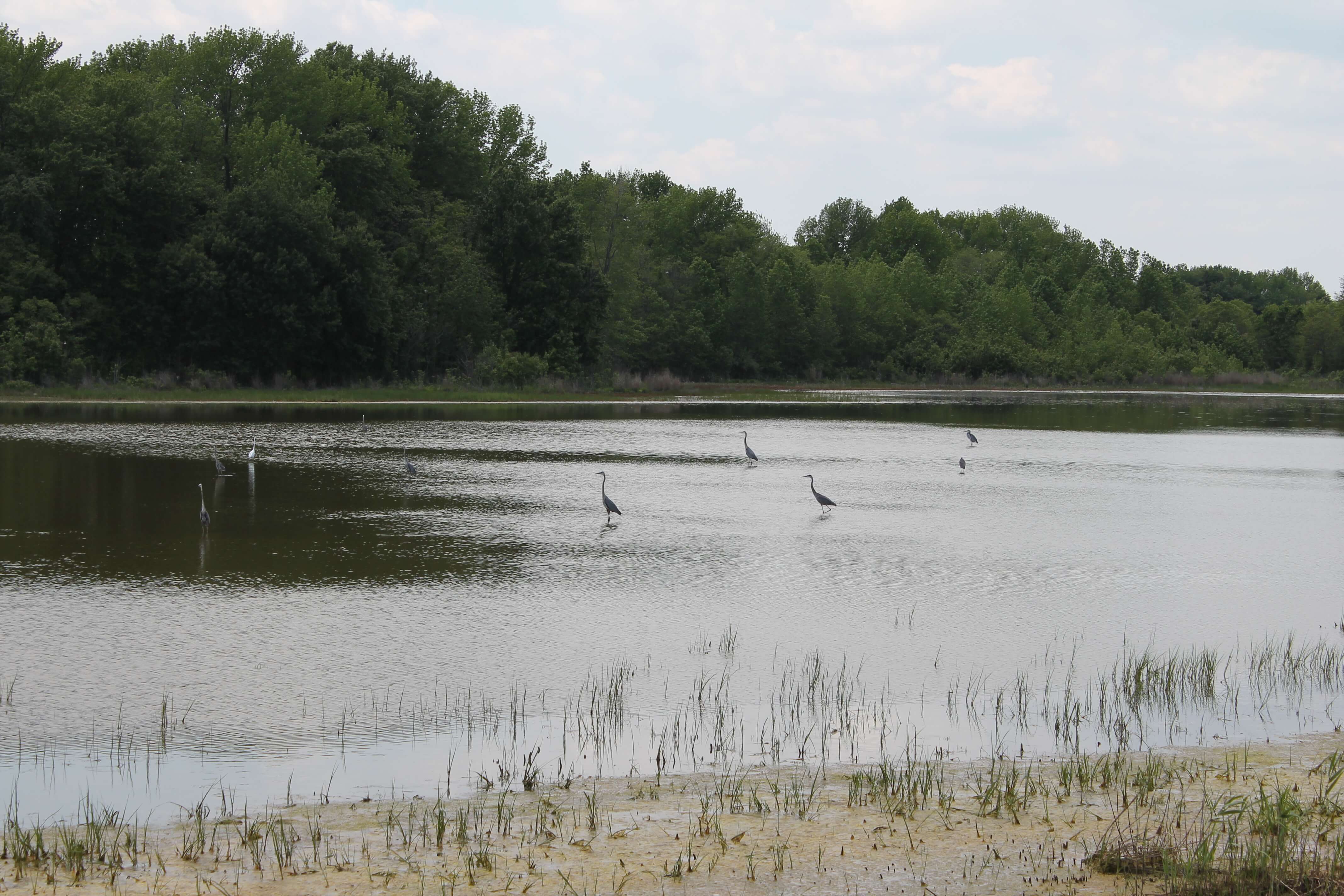 pond