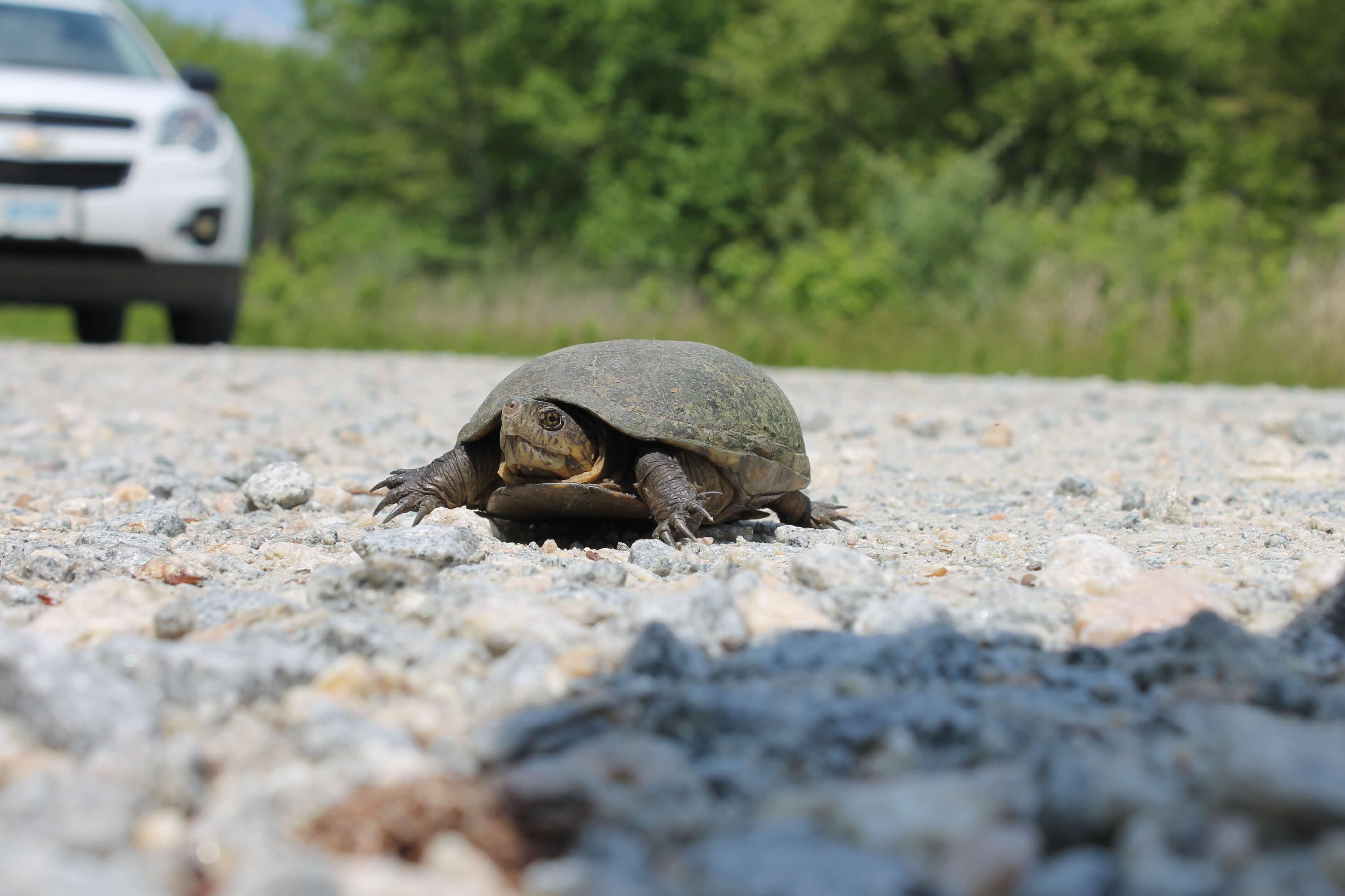 turtle