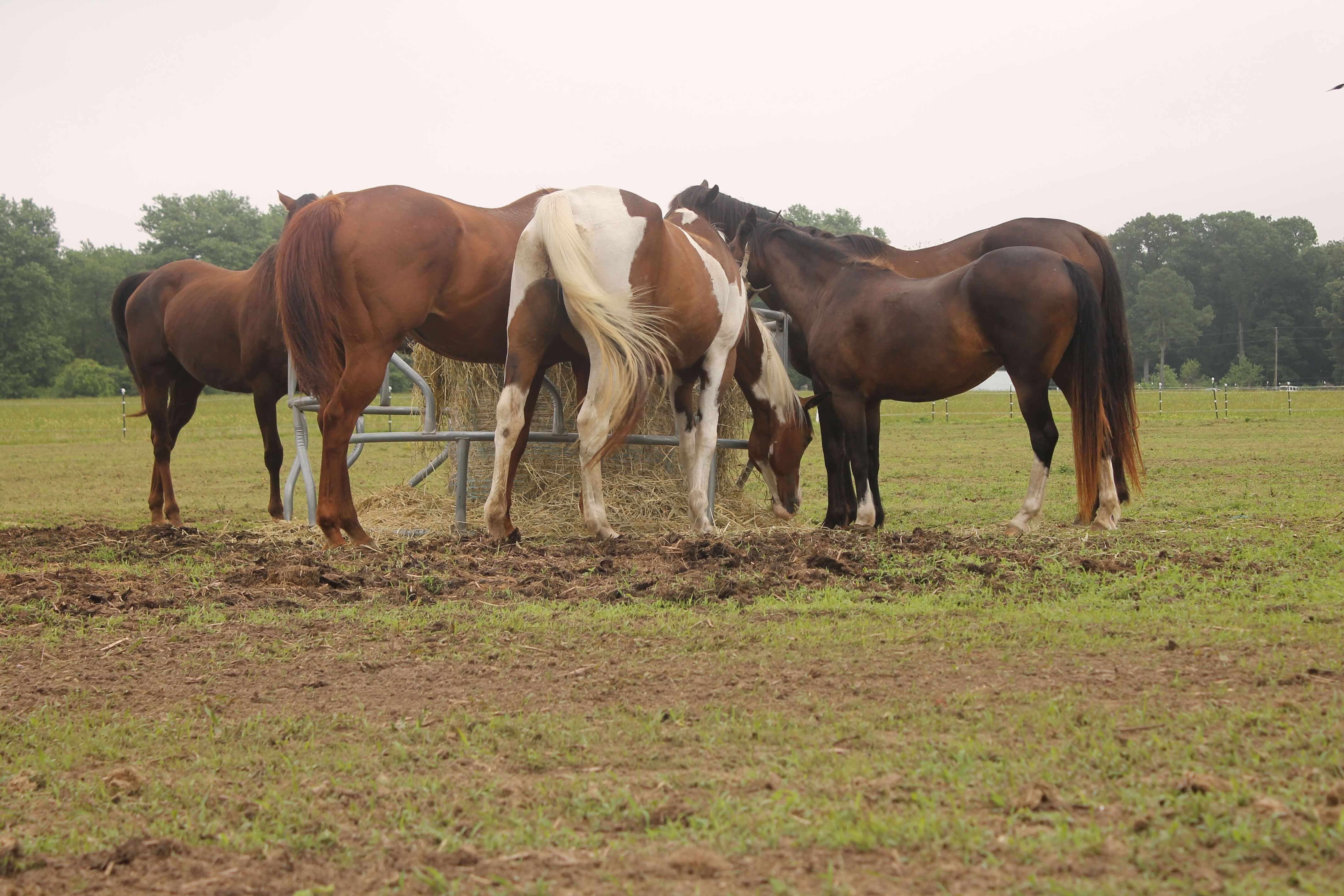 mares