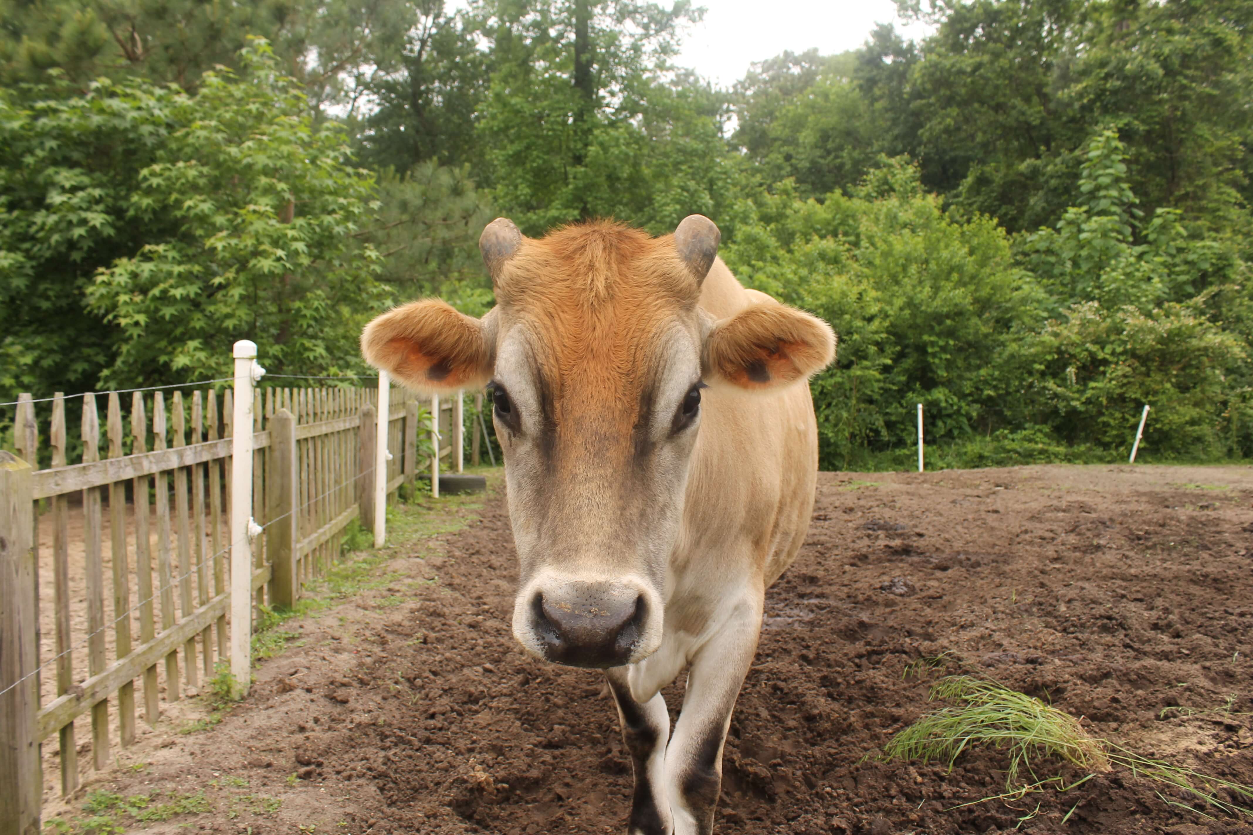 cow