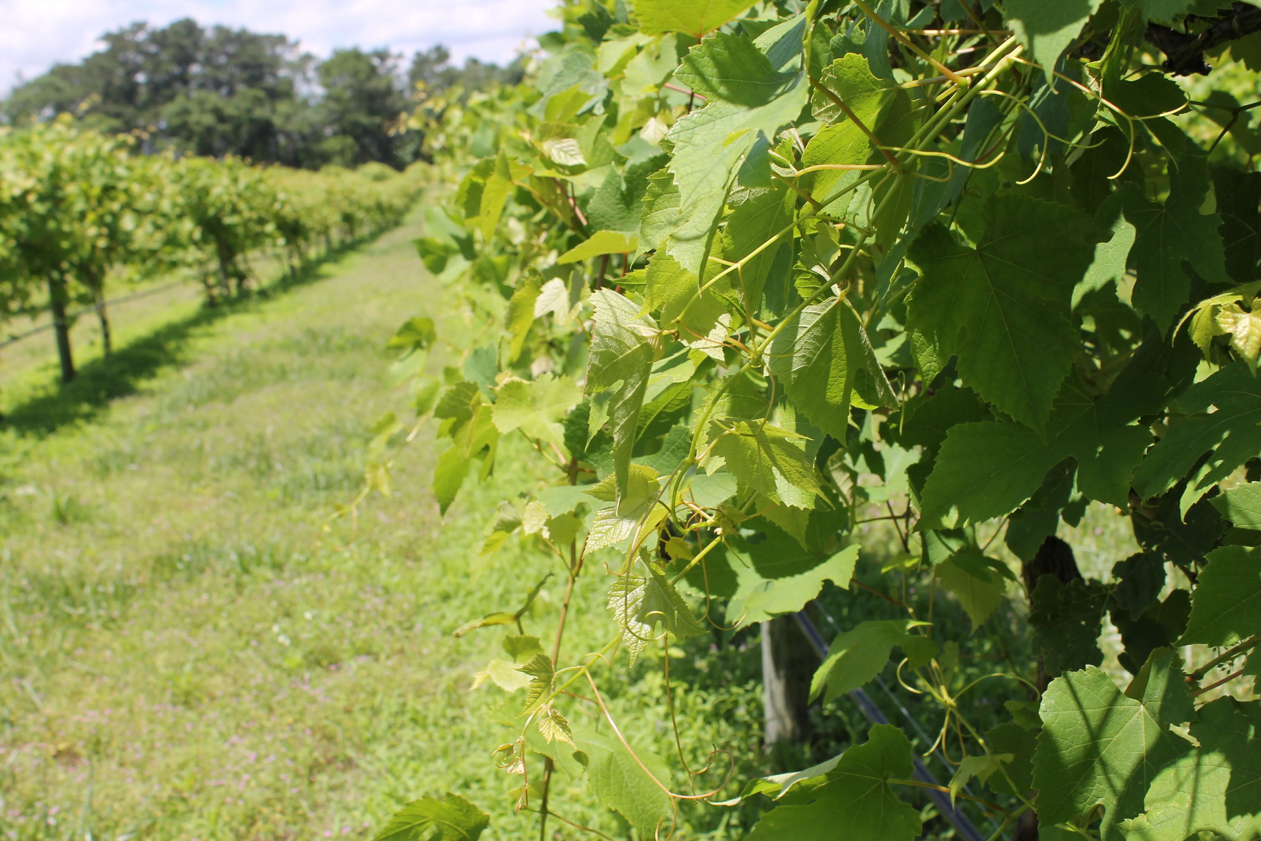 vines