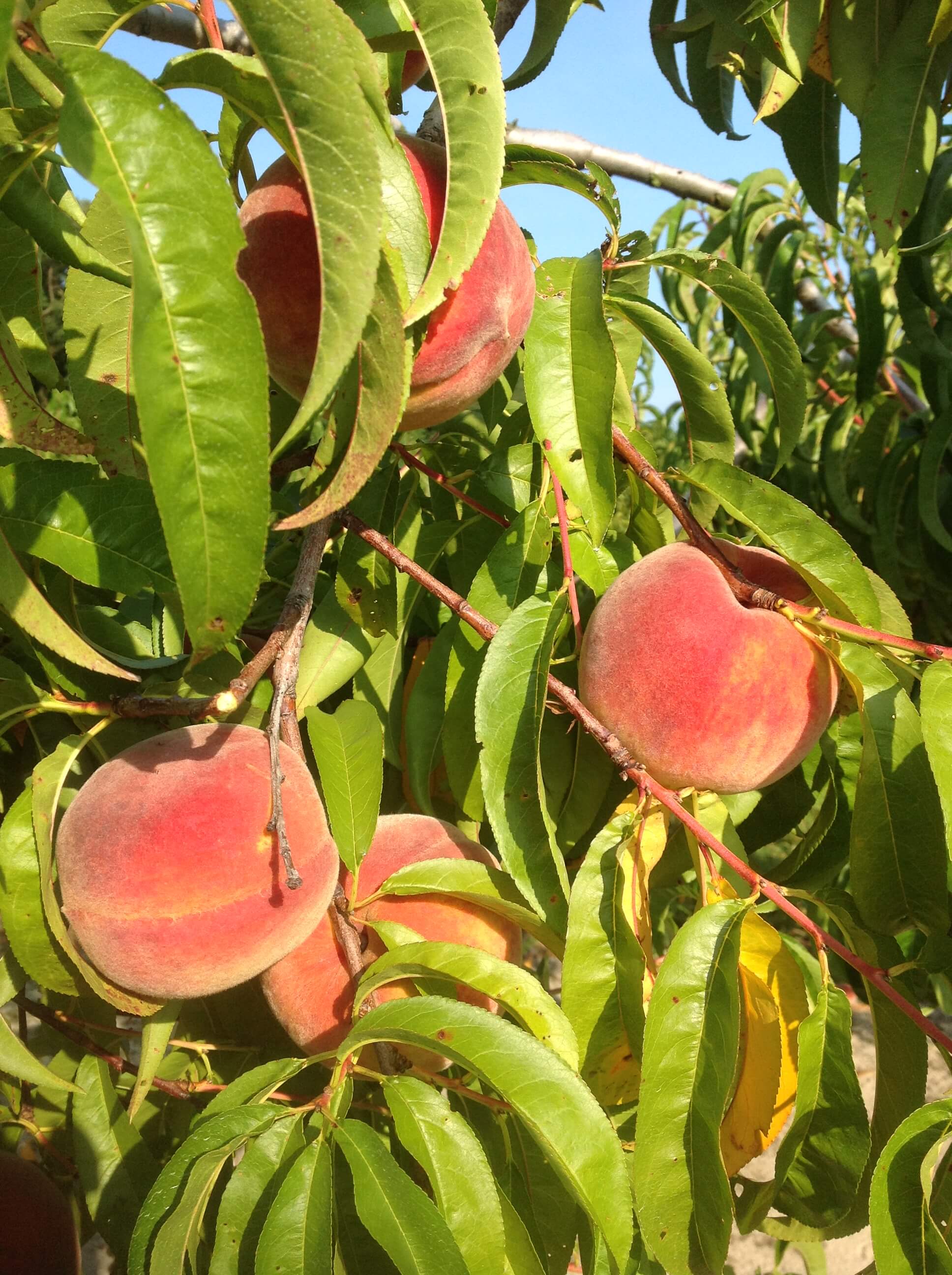 peaches