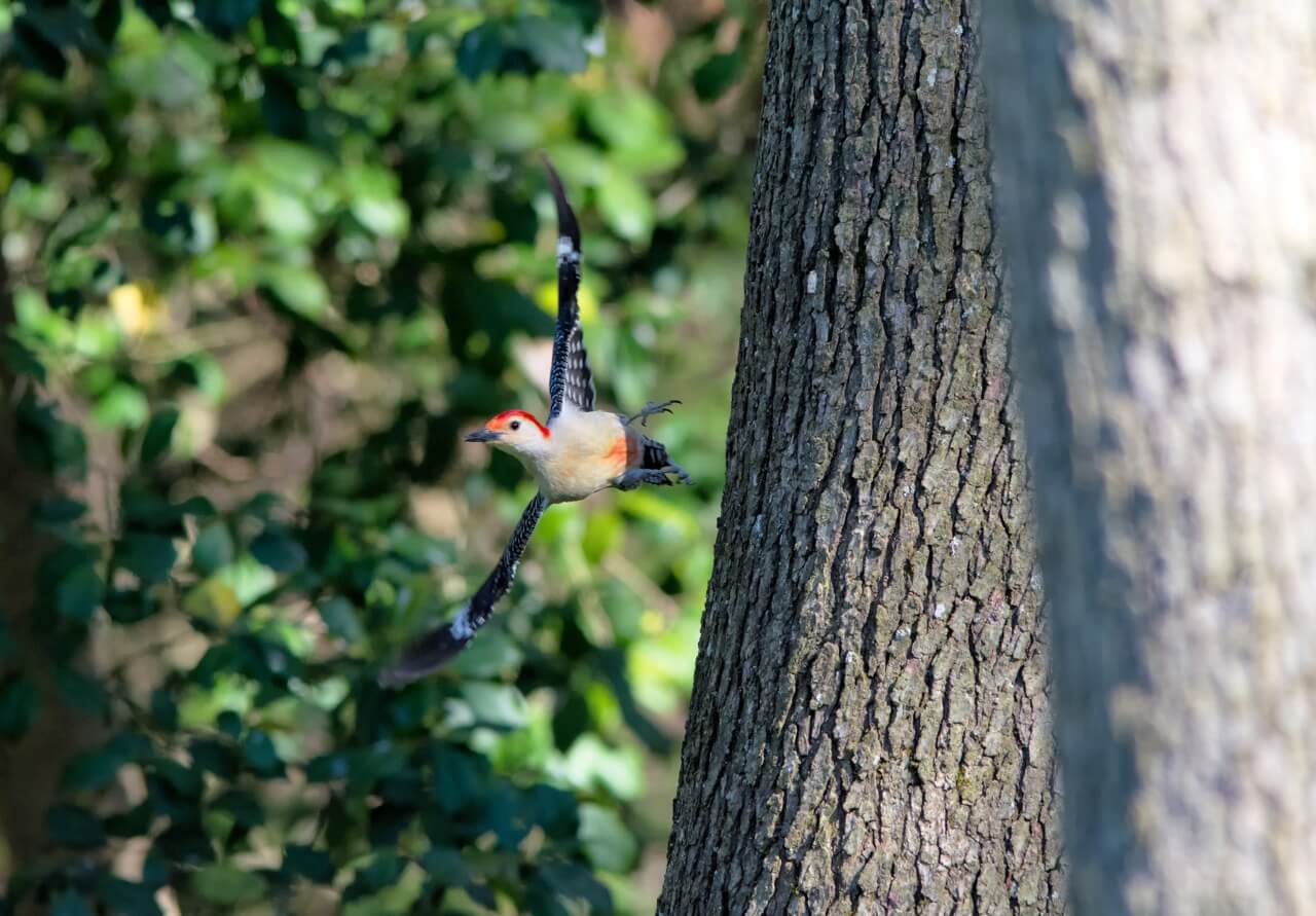 bird flying