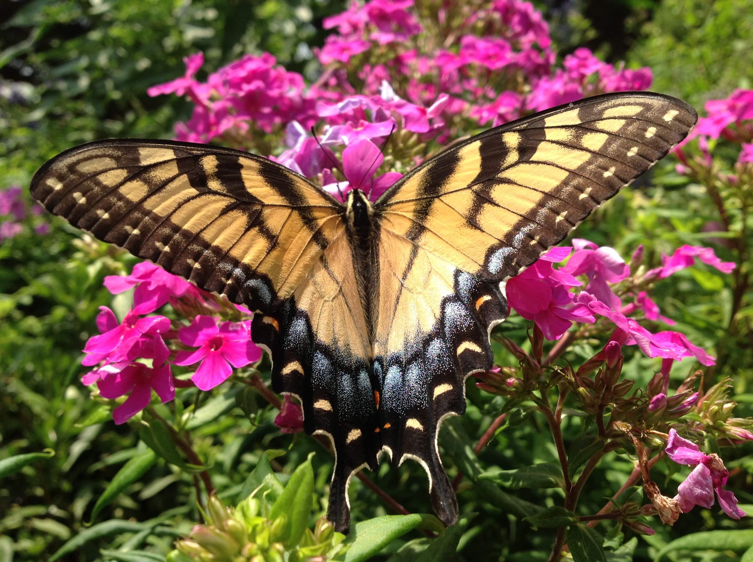 butterfly
