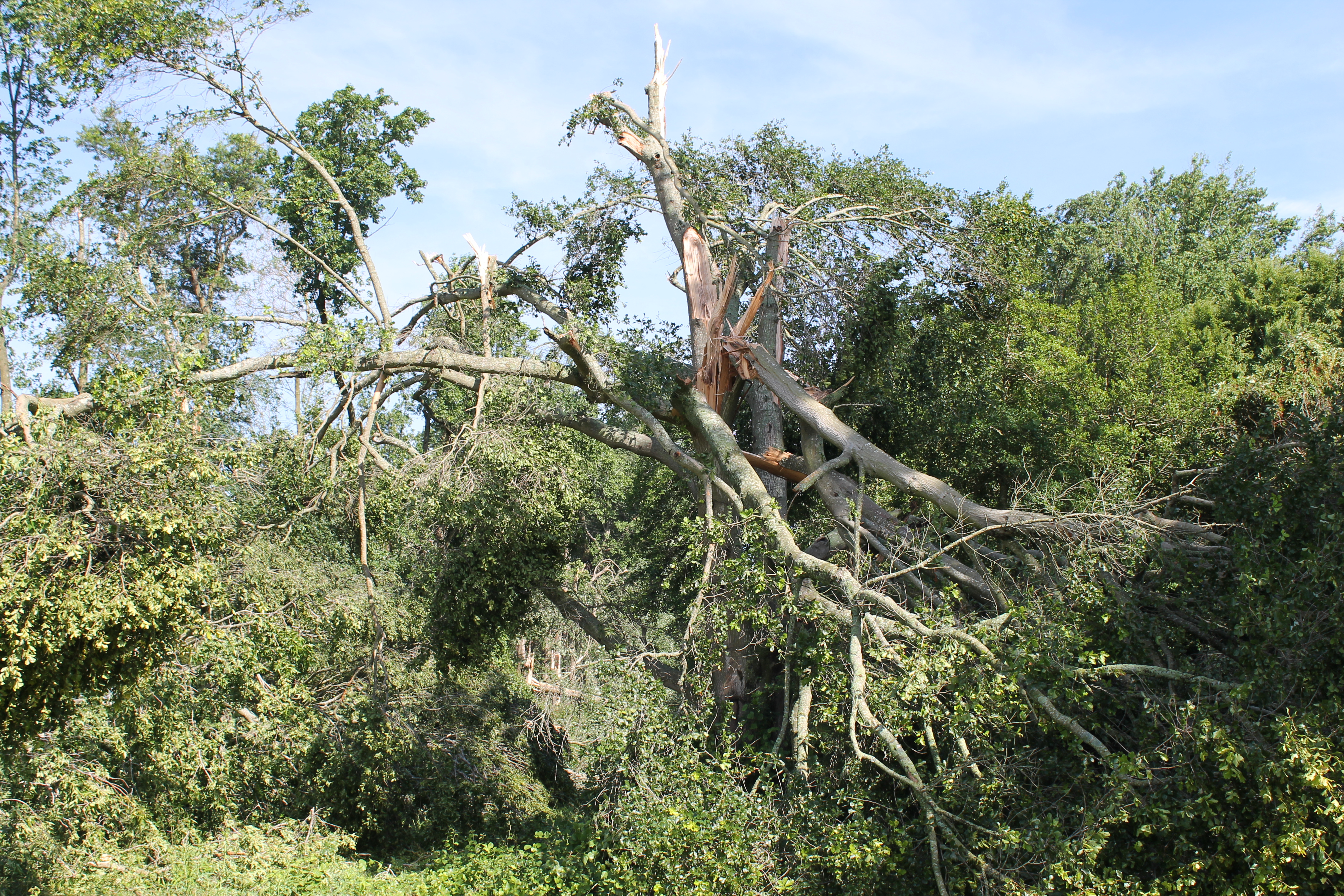 Many trees were snapped in half or uprooted completely.