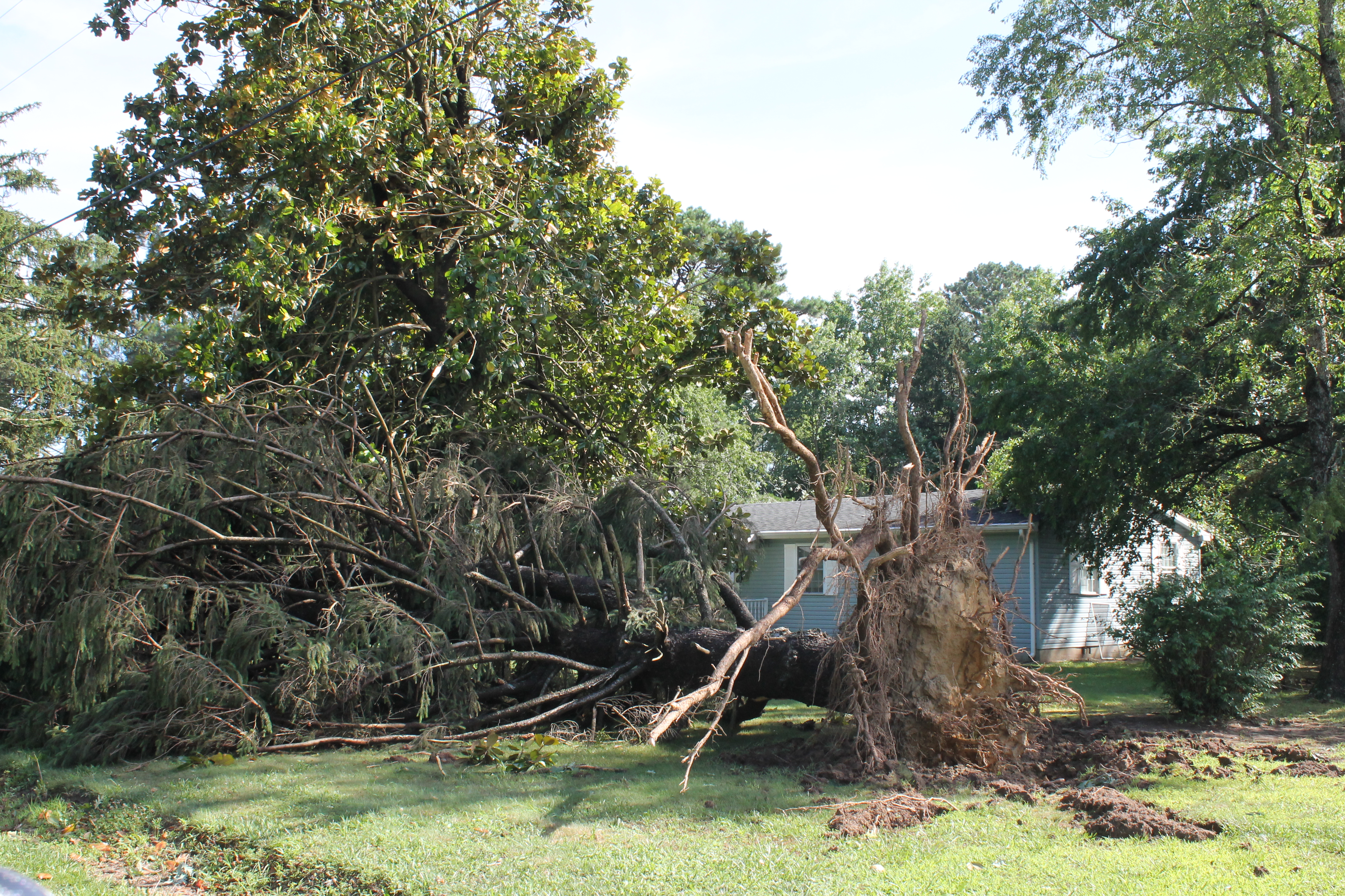 An EF0 tornado uprooted a treenear the Co-op headquarters in Greenwood.