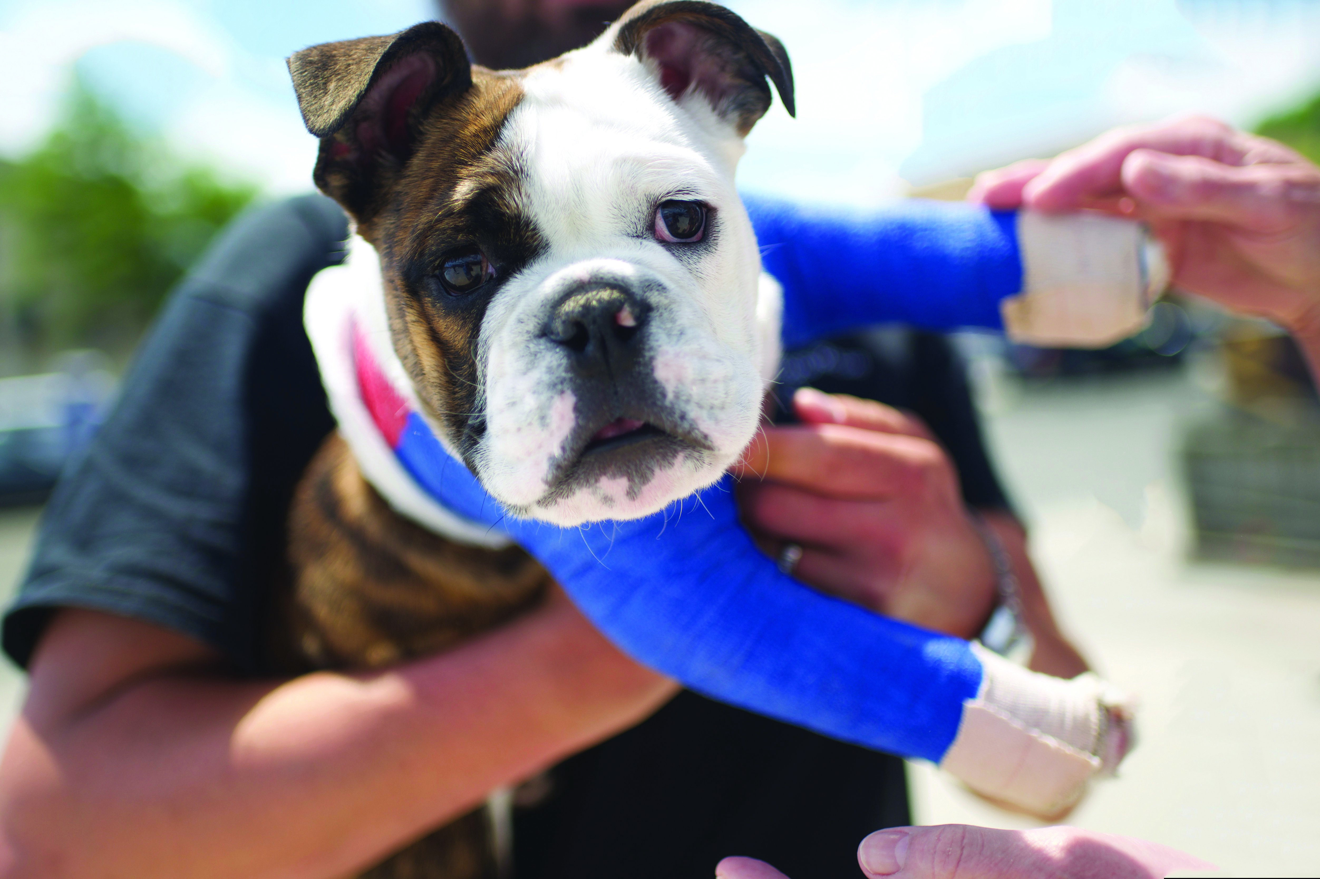 An injured English bulldog puppy with  two casts.