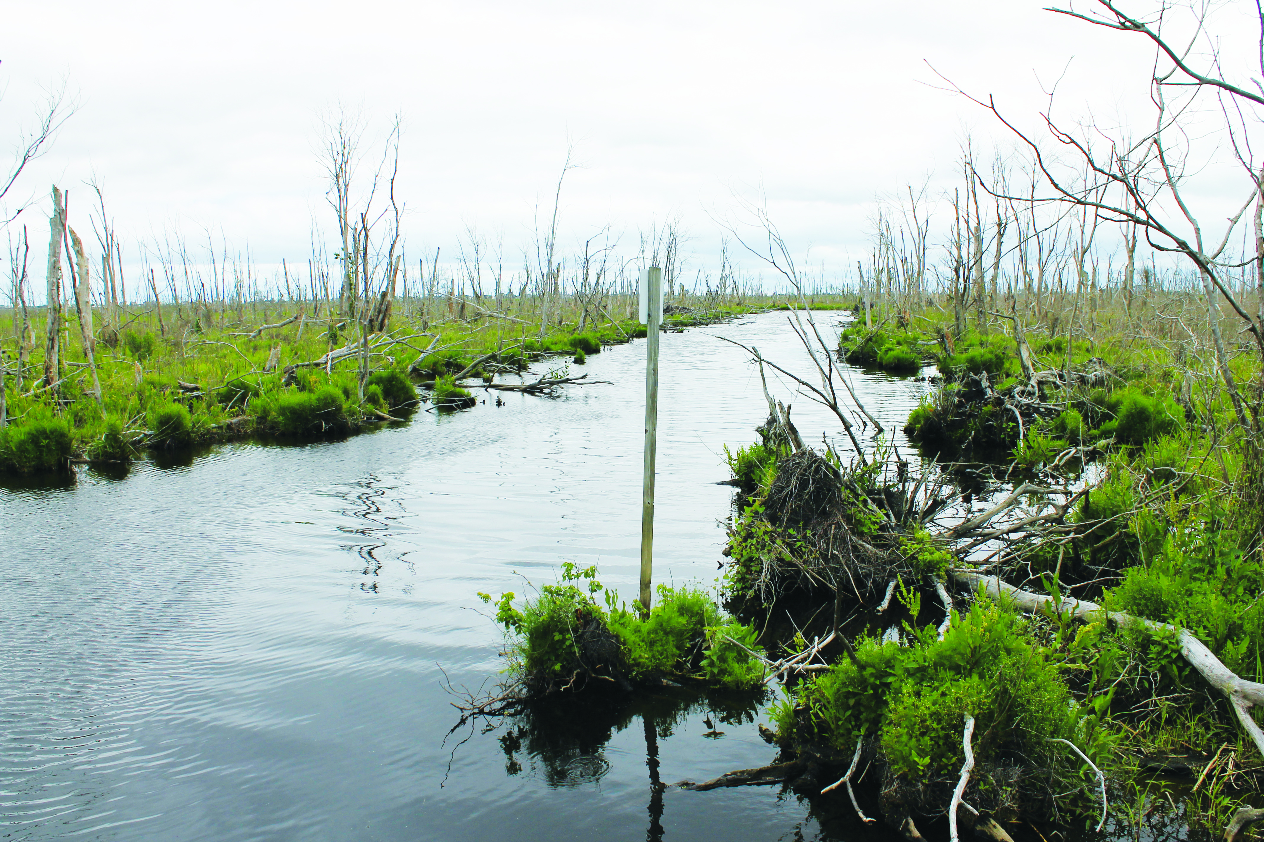 There are several areas for boat launches at the Refuge.