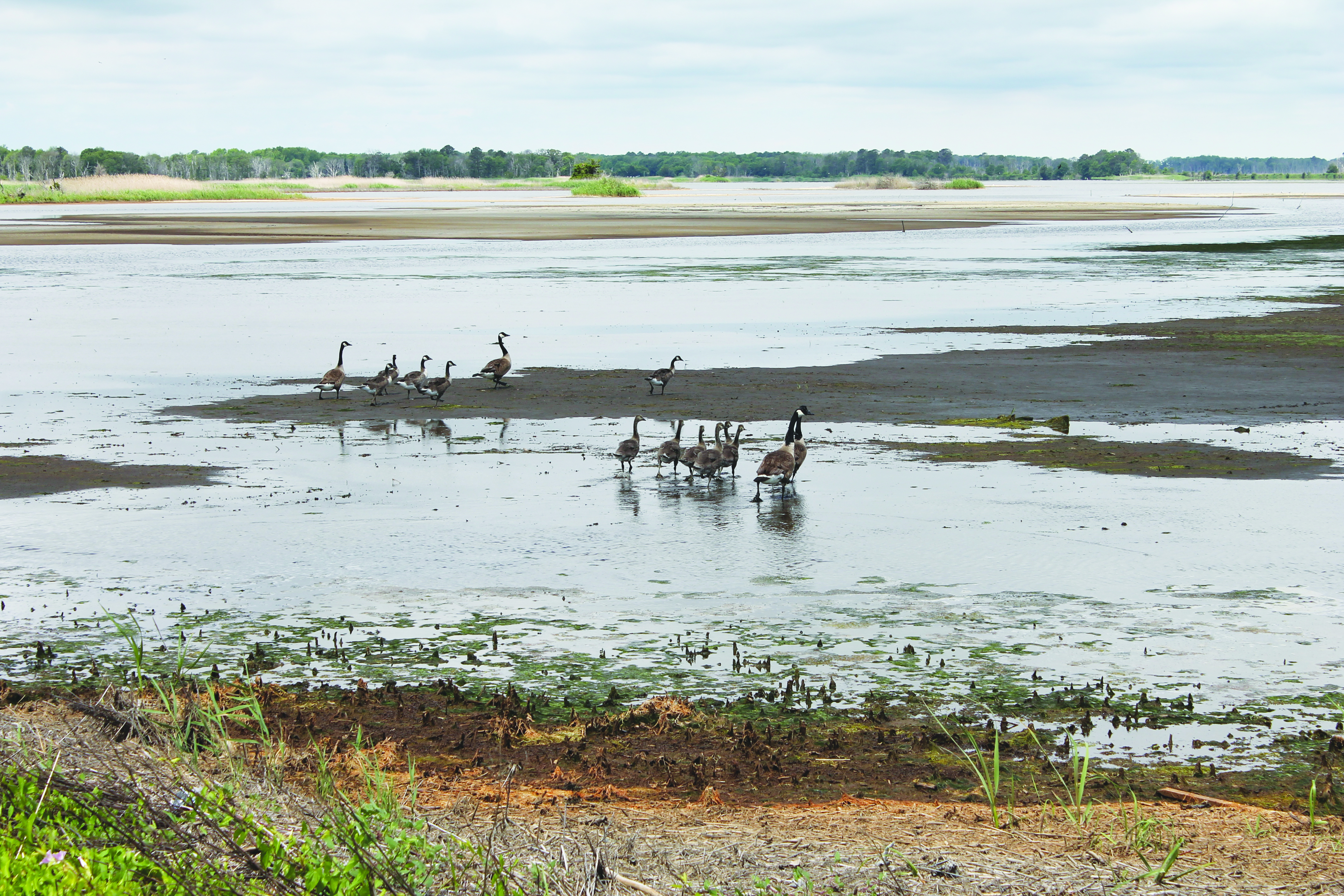 Geese gather in a marsh at the Refuge.