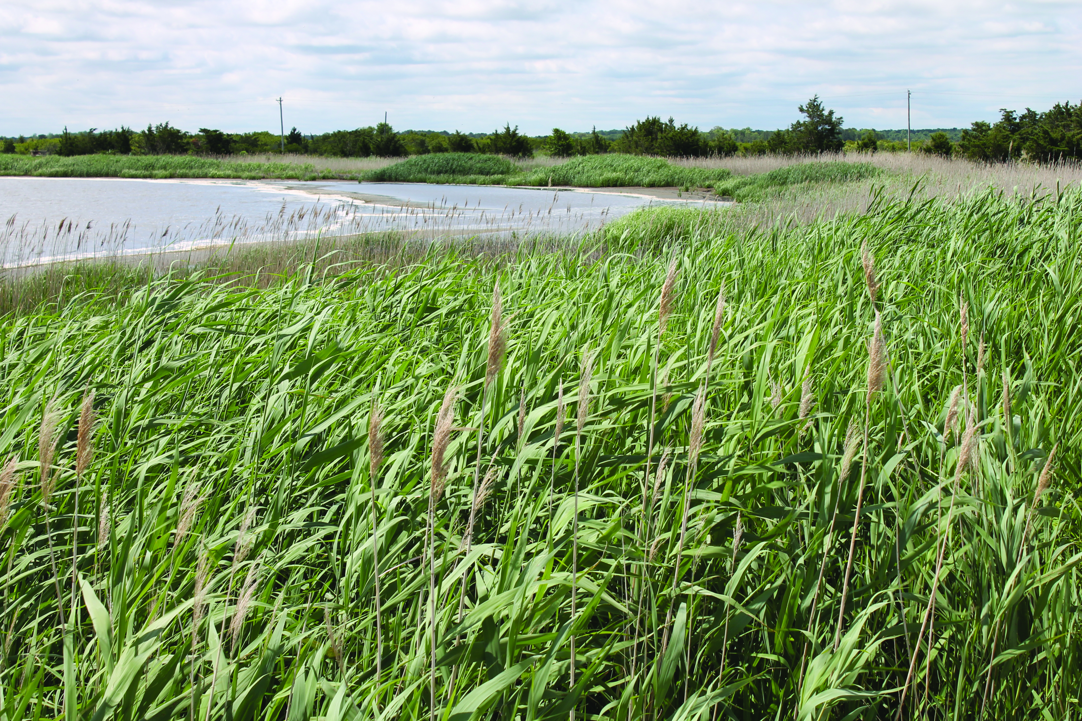 Part of a saltwater marsh near Broadkill Beach.