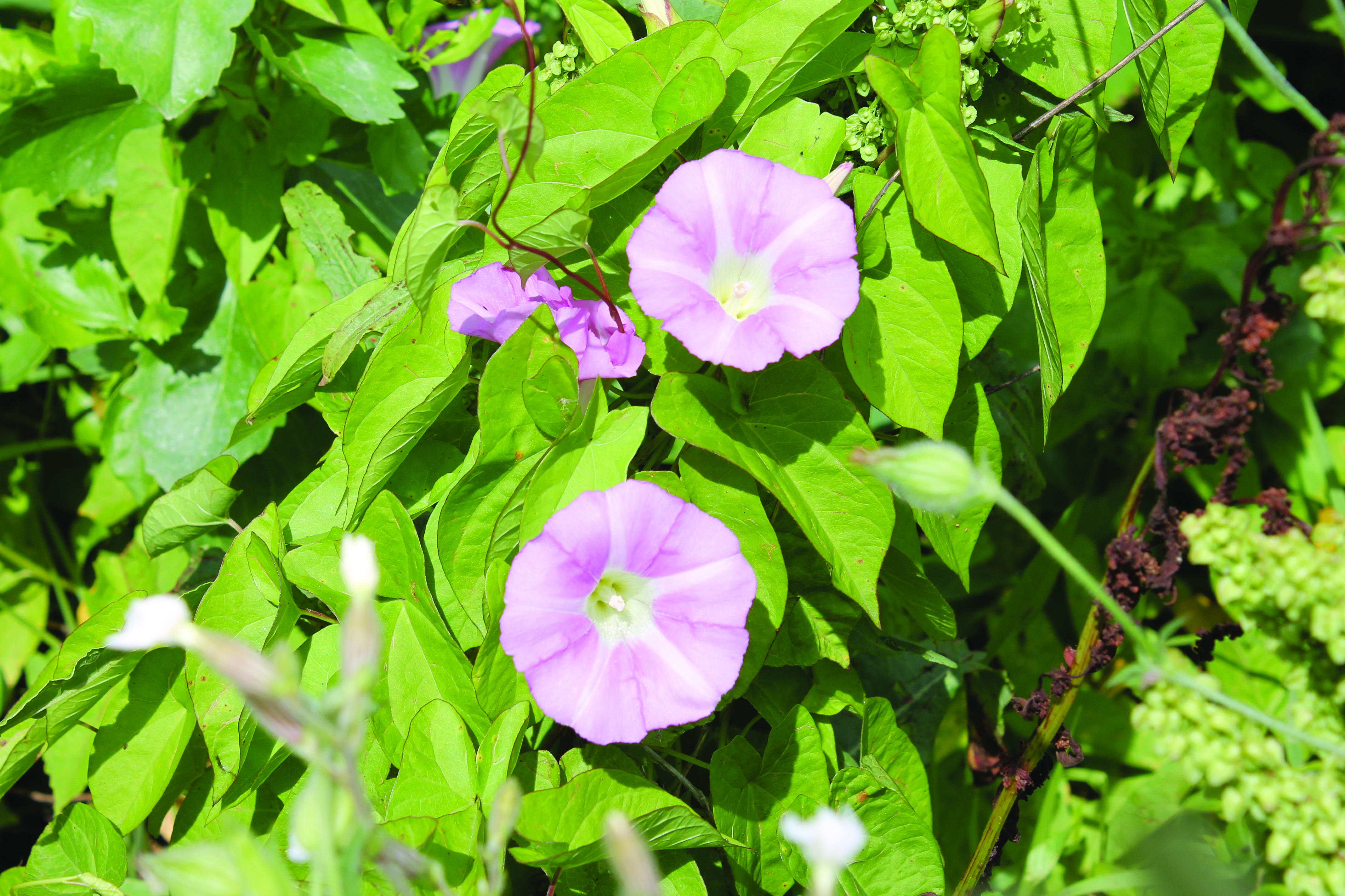 Wild morning glory.
