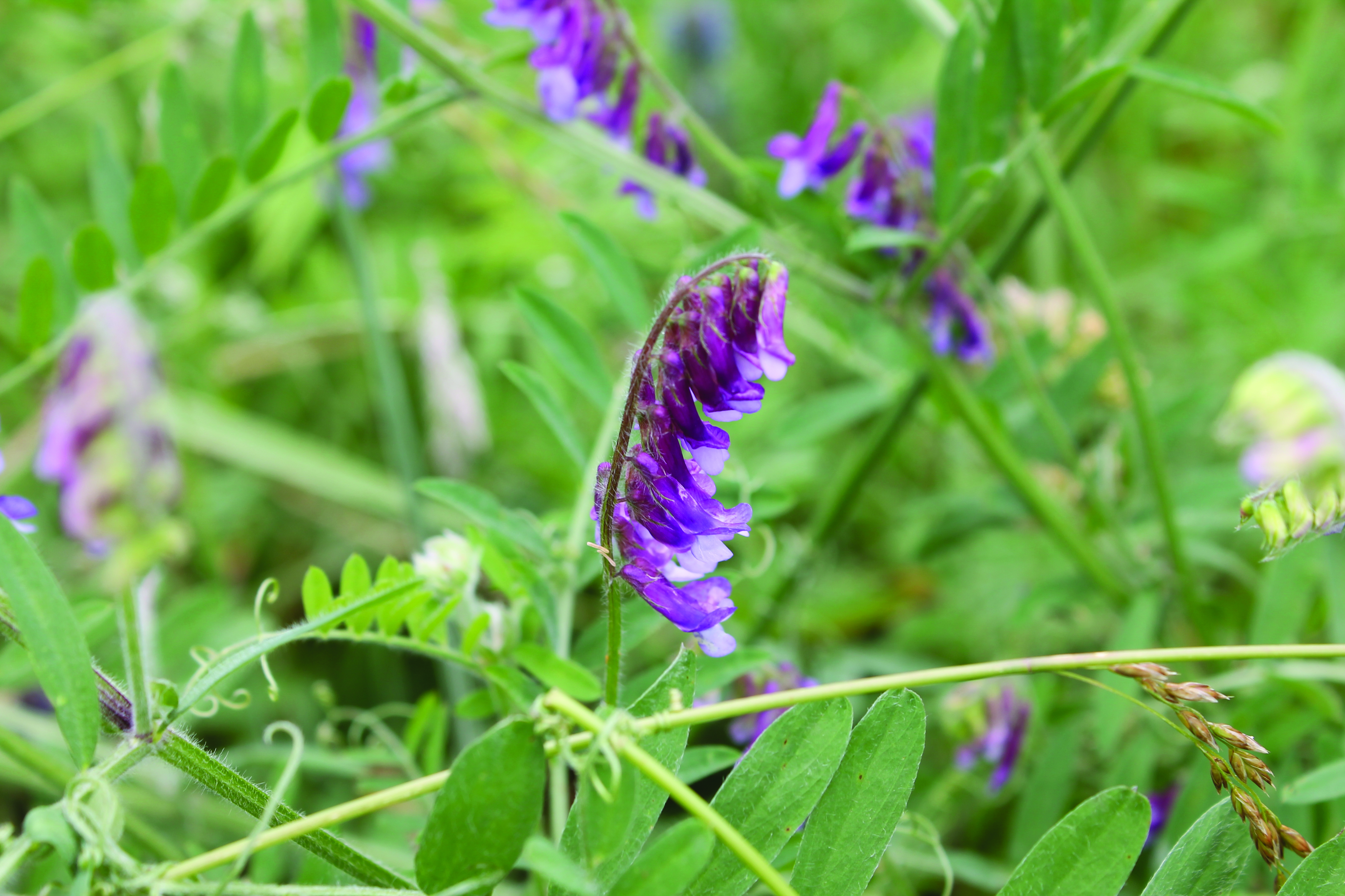 Prime Hook is home to many varieties of wildflowers.