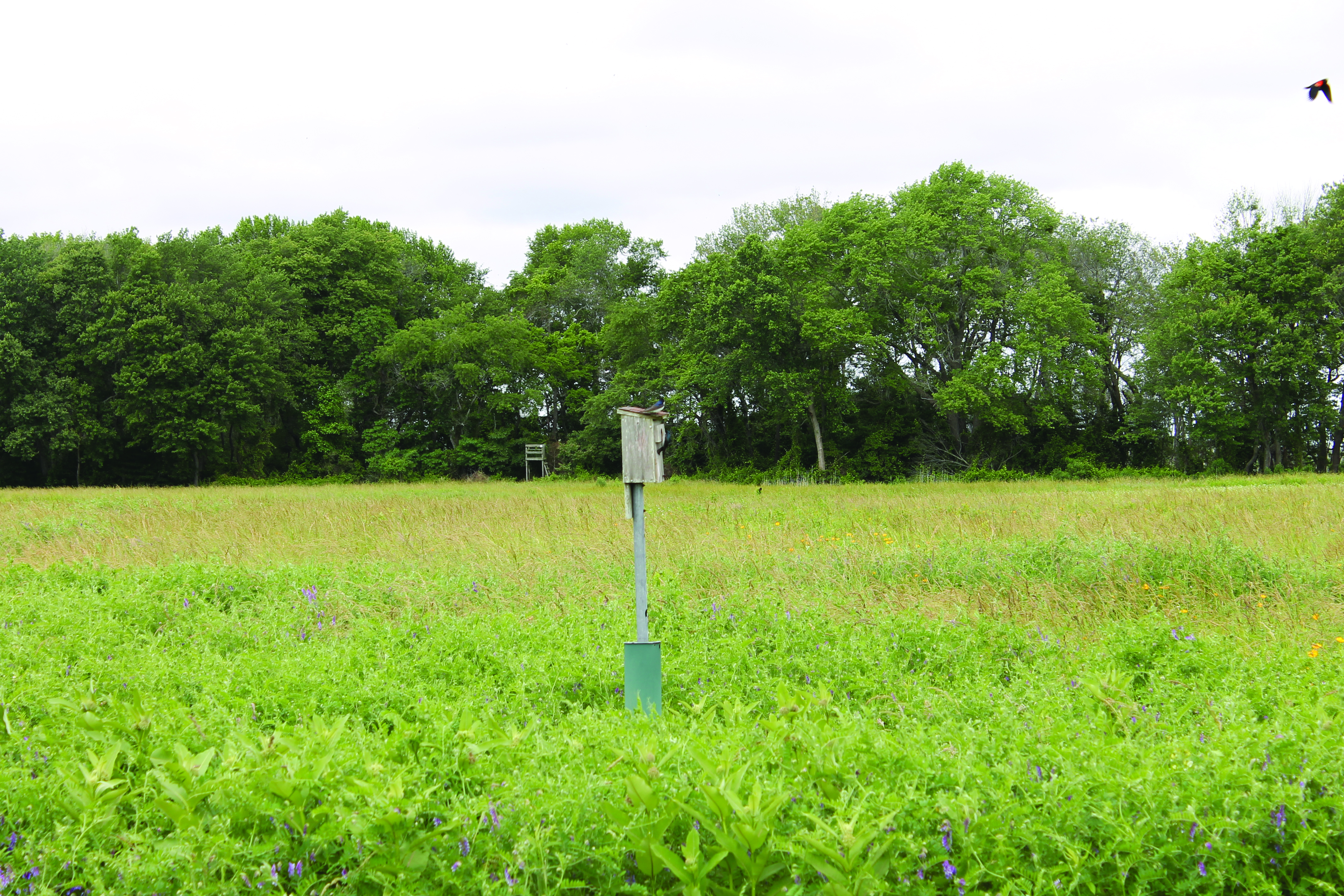 The Refuge is home to 308 species of birds.