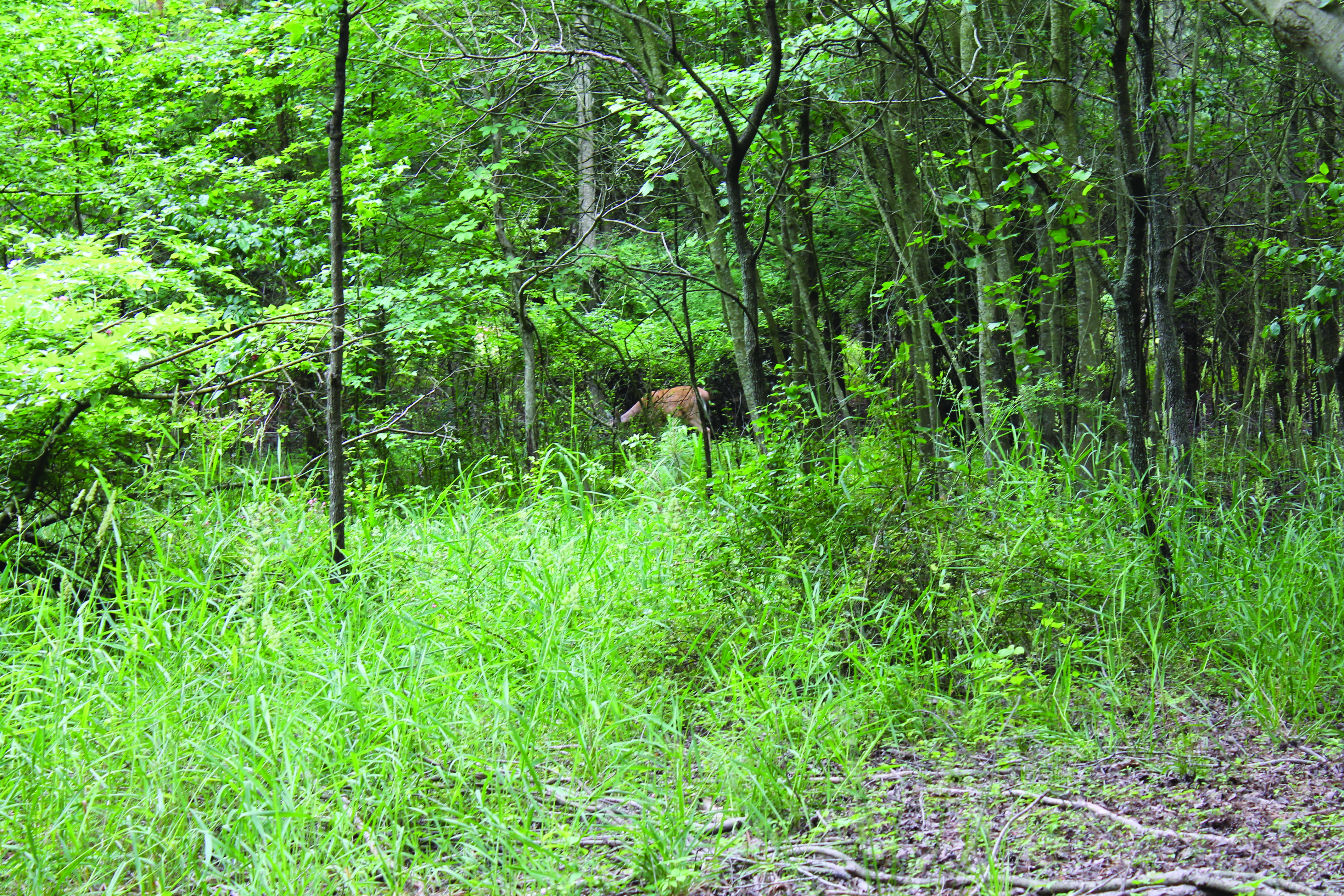 A deer grazes in the woods.