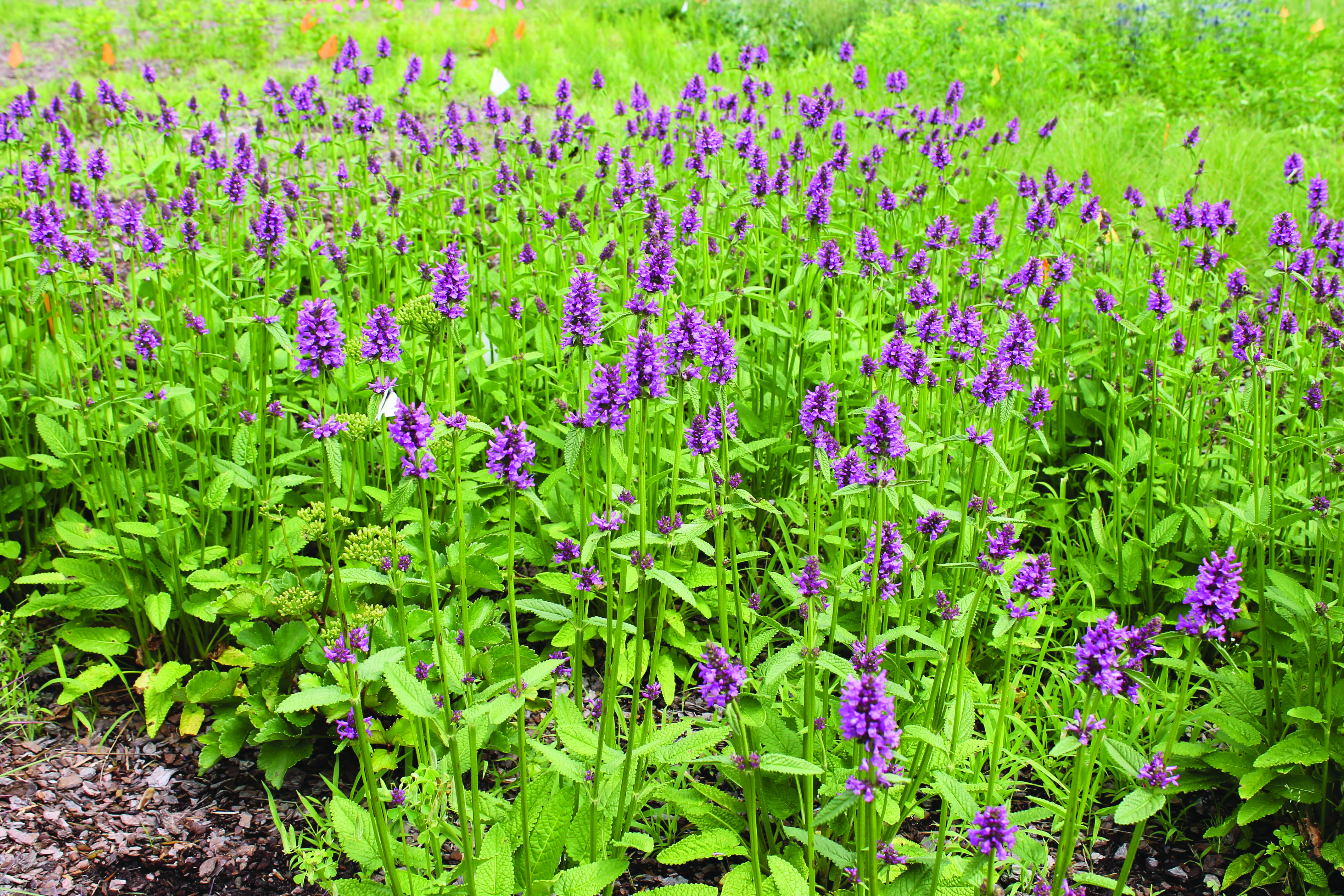 Flowers are already in bloom at Delaware Botanic Gardens near Dagsboro.