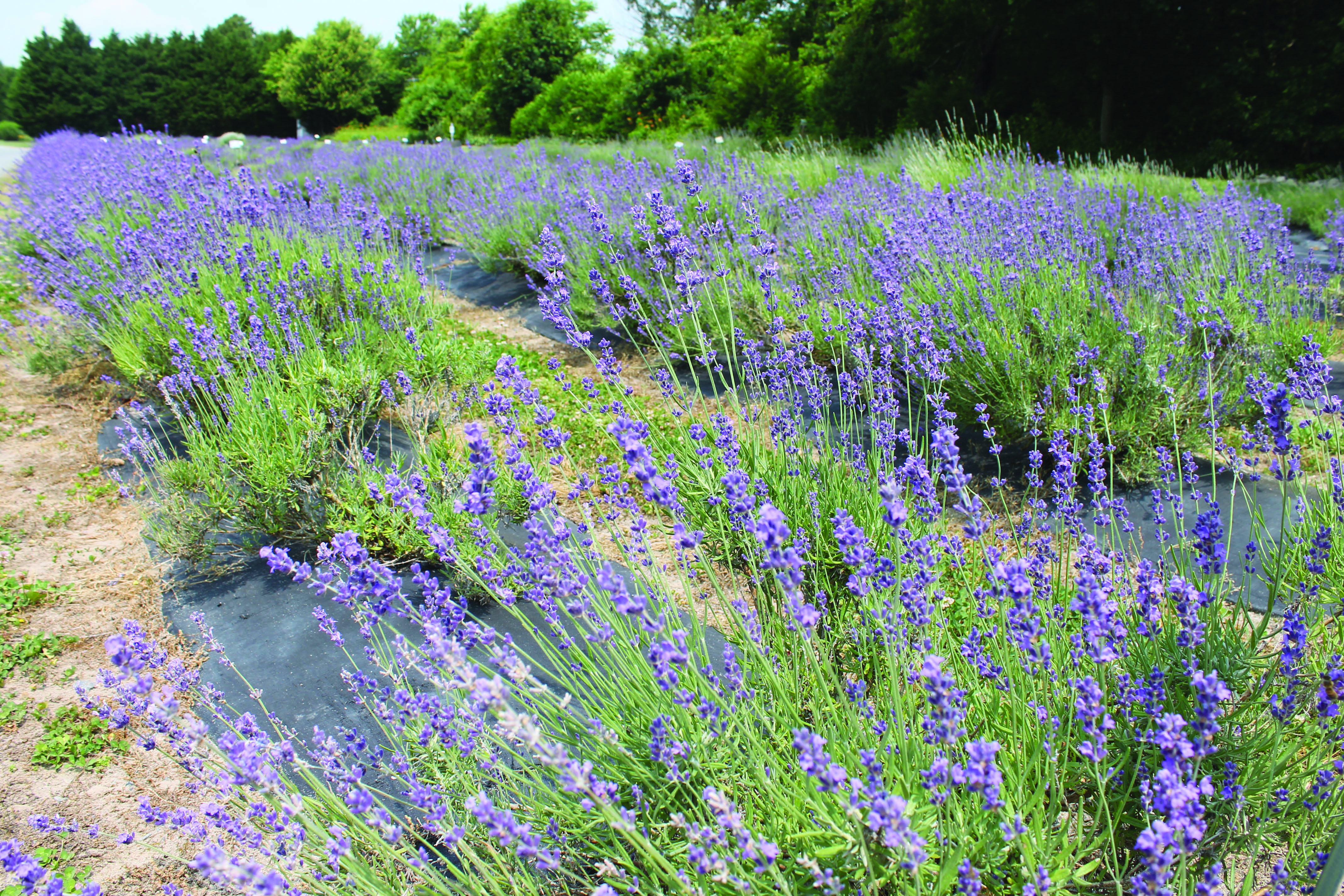 English lavender blooms at Lavender Fields near Milton in Sussex County.