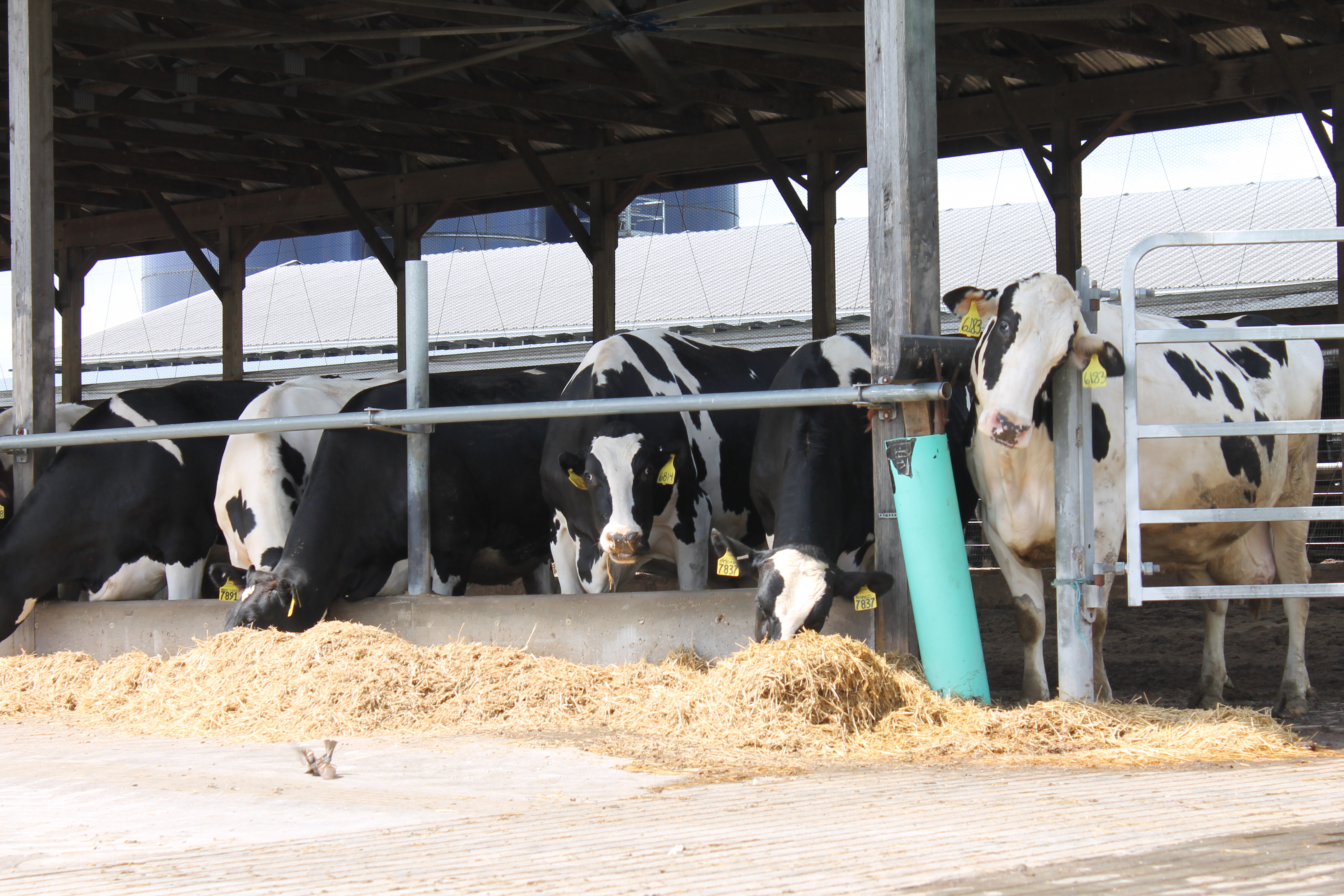 Cows on location at Hopkins Dairy Farm