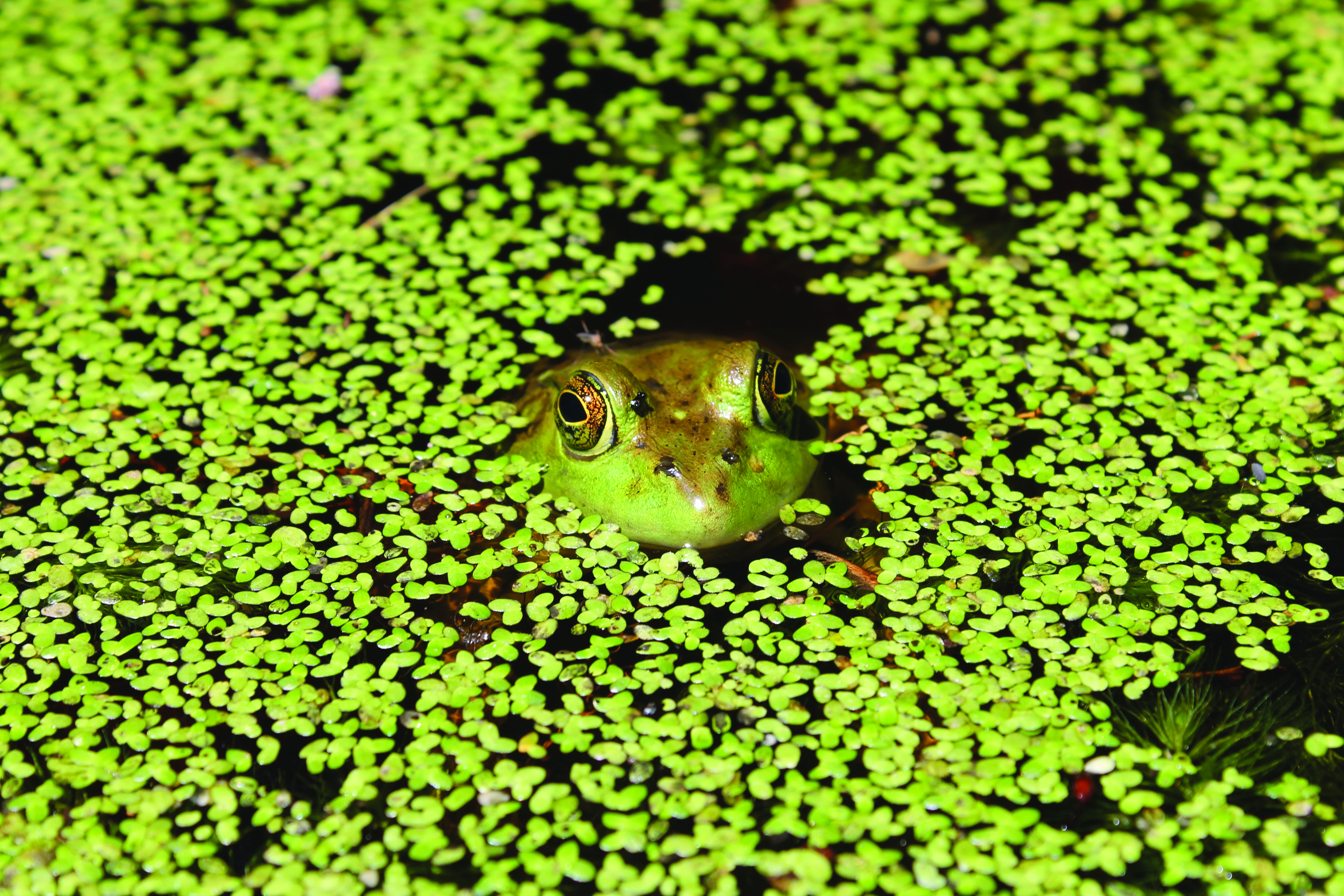 Frog at Abbott's Mill Nature Center 