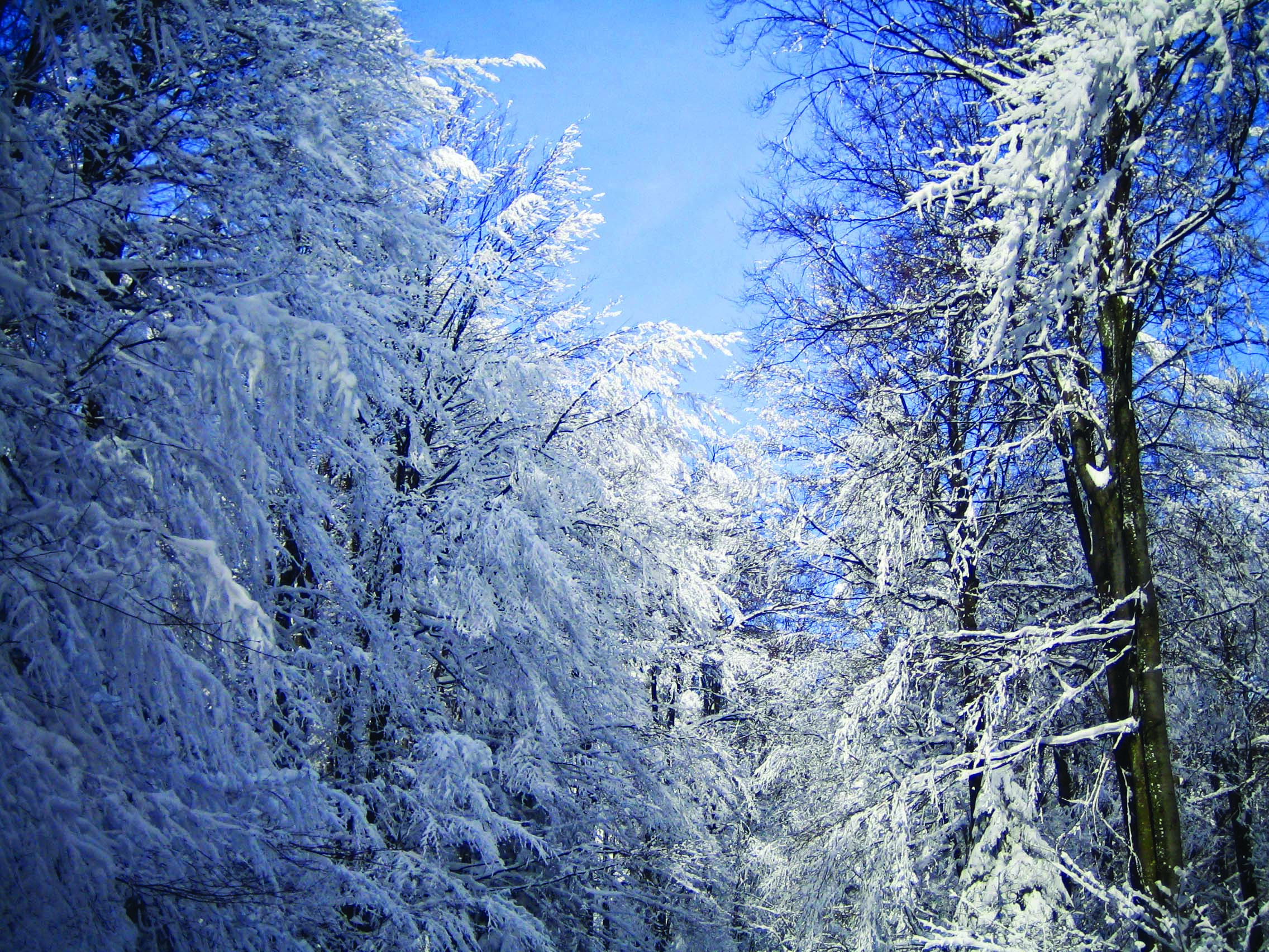 Snow in the Woods 