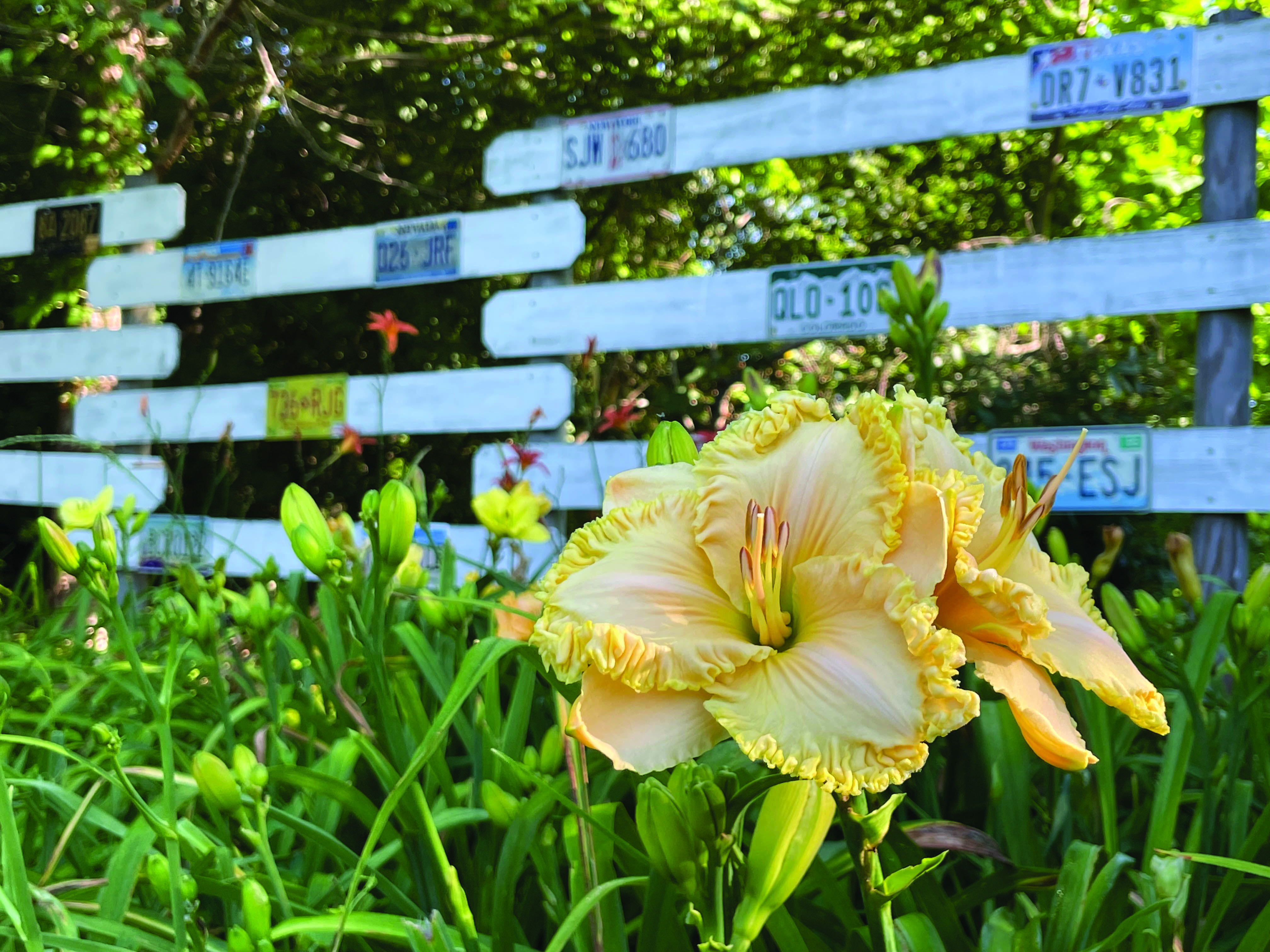 Willow Rock Gardens is home to more than 4,500 varieties of daylilies.