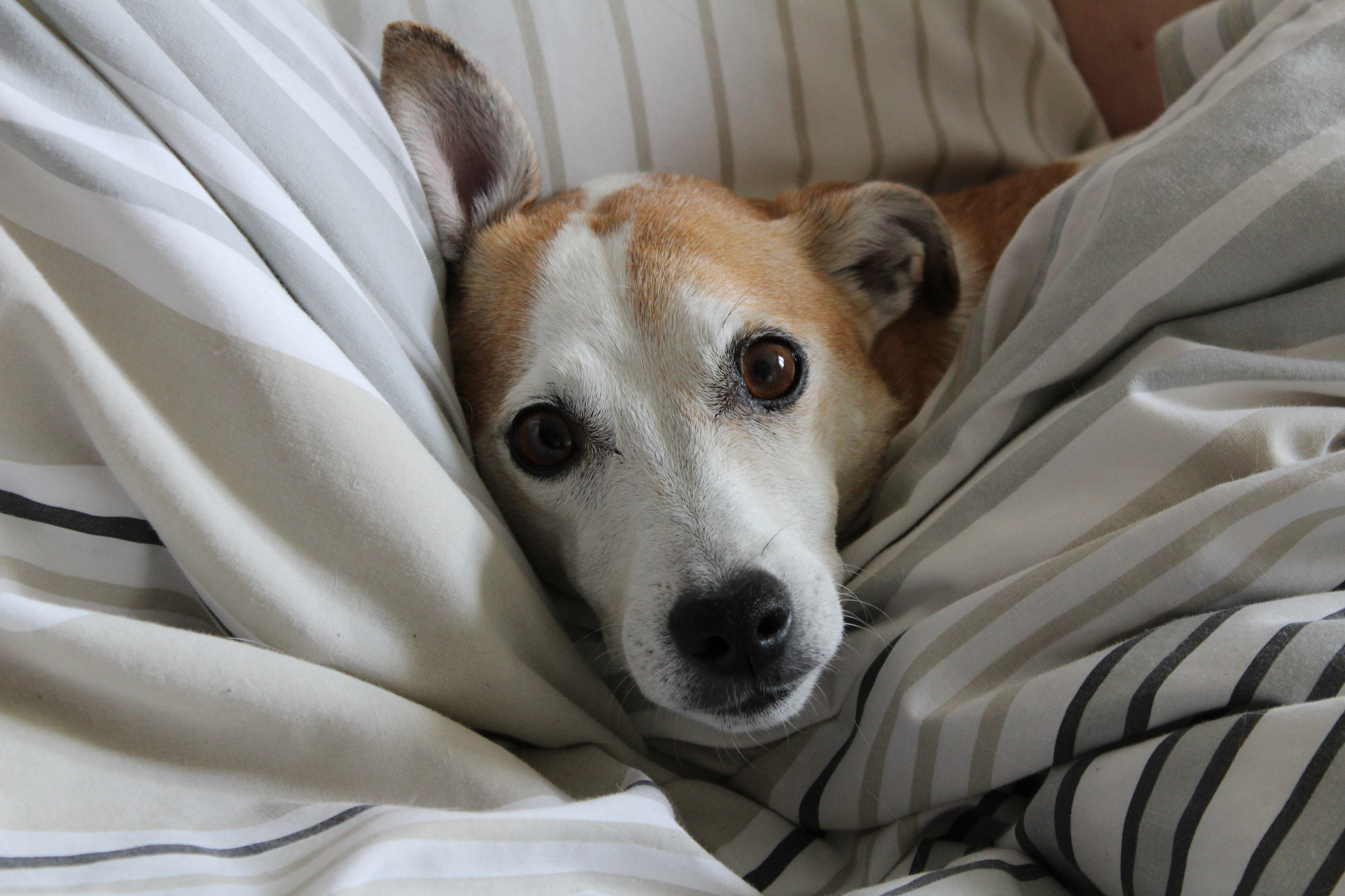 Make sure your pets are comfortable with these energy tips!