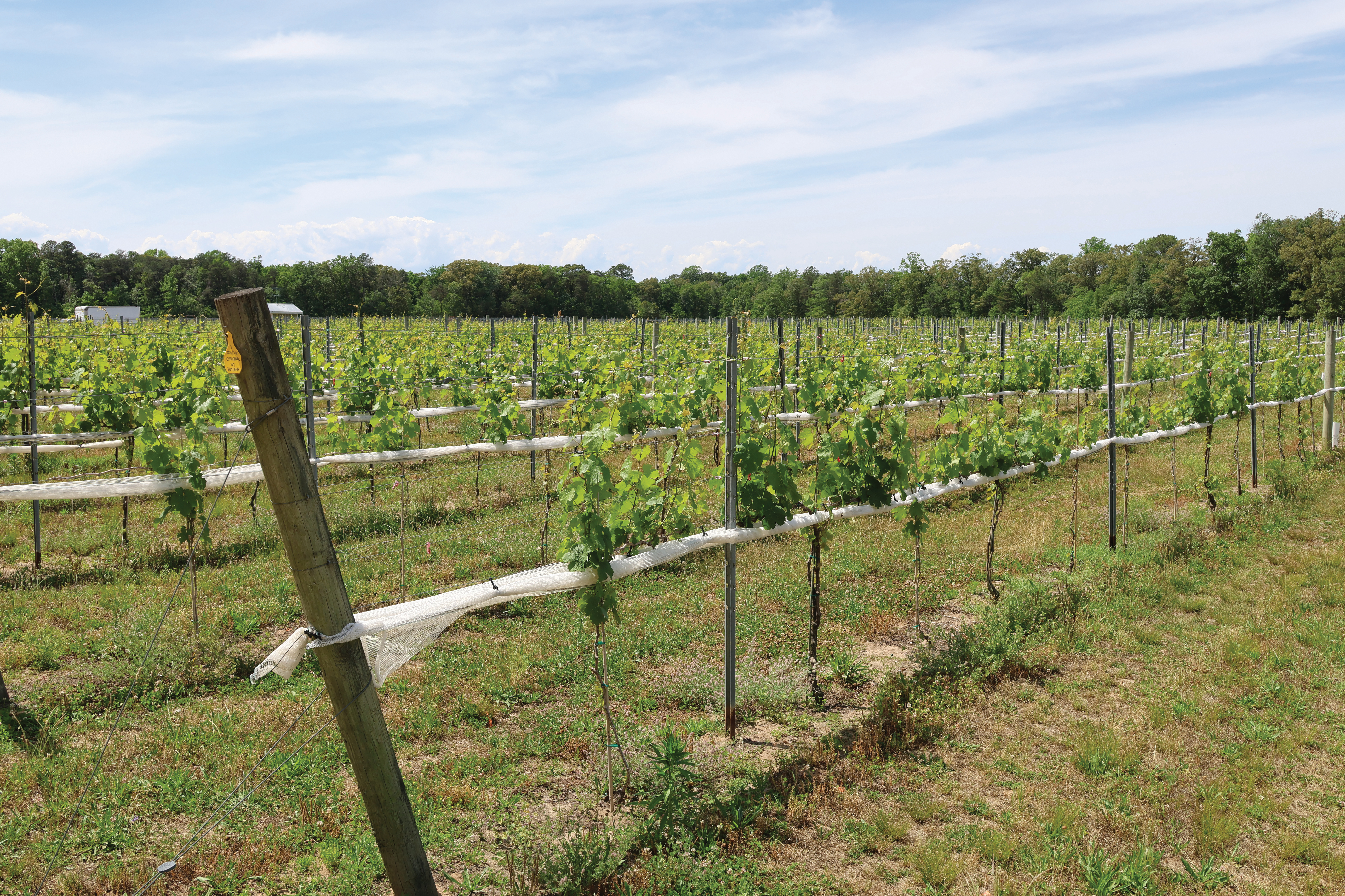 Nine thousand grapevines that span across the Twin Branch property produce several varieties of wine for owner Shauna Thompson's winery.