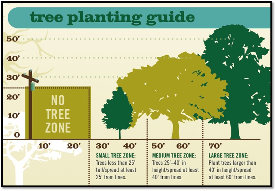 Tree Planting Guide