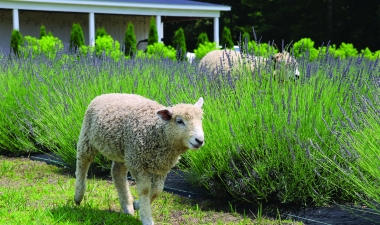 Lamb at Brittingham Farms