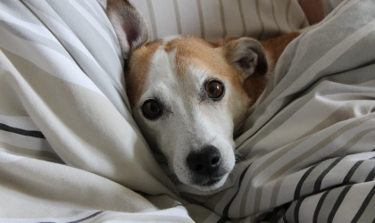 Cozy Dog