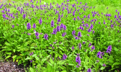 Purple flowers