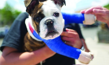 Bulldog with two blue casts