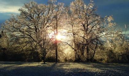 Winter Scene