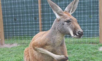 Kangaroo