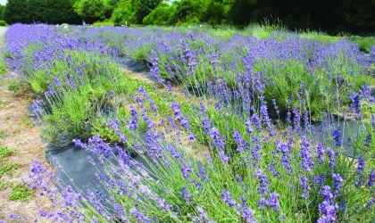 Purple flowers