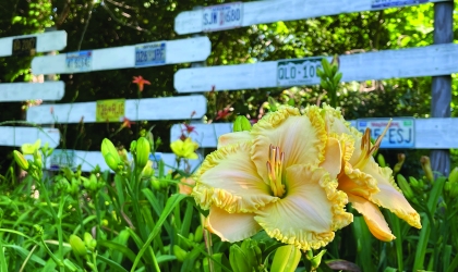 Yellow Lilly
