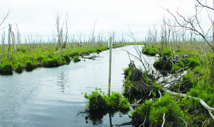 Canal at Prime Hook