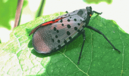 Lanternfly on Leaf