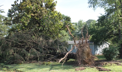 Tree damaged by tornado