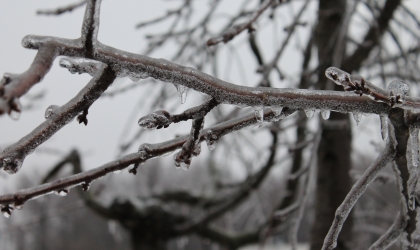 Ice on Twig