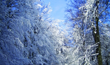 Snow on trees