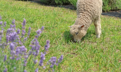 A lamb nibbles on grass in the lavender fields at Brittingham Farms.