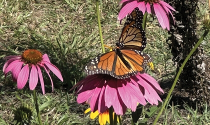 A monarch butterfly perches on a flower in the Cape Henlopen Migratory Monarch Refueling Station, located in Lewes, DE.