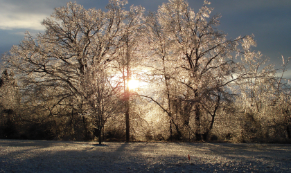 A snow covered tree with the sun behind it