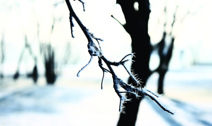 A snowy landscape, highlighting a tree branch lined with snow and ice.